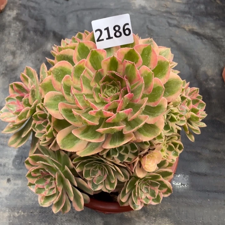 云荷2186号多肉植物