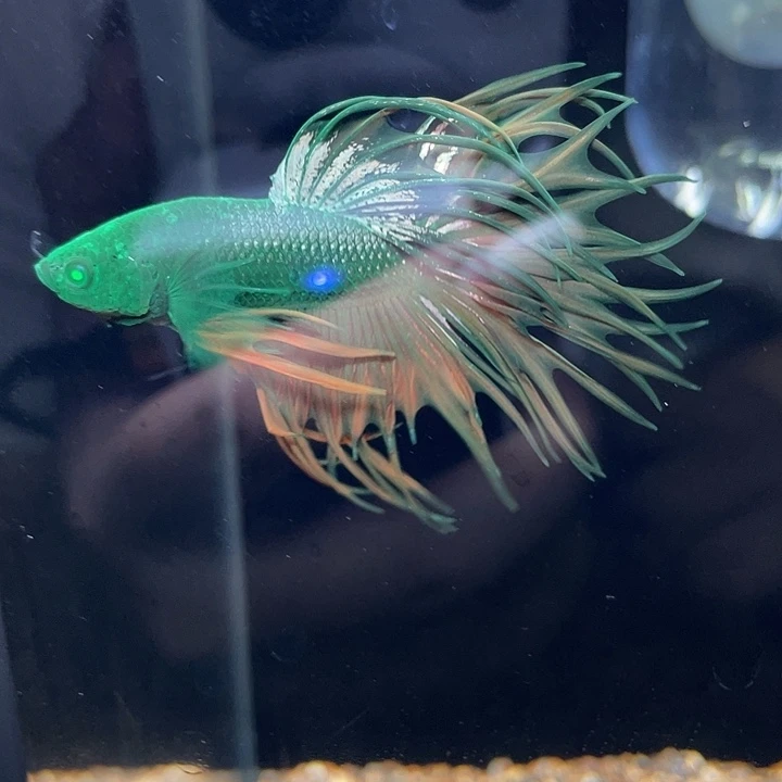 斗鱼23号绿毒狮王