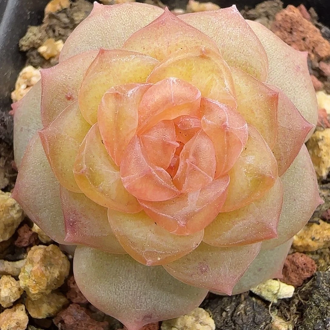 589 【满29包邮非偏远】