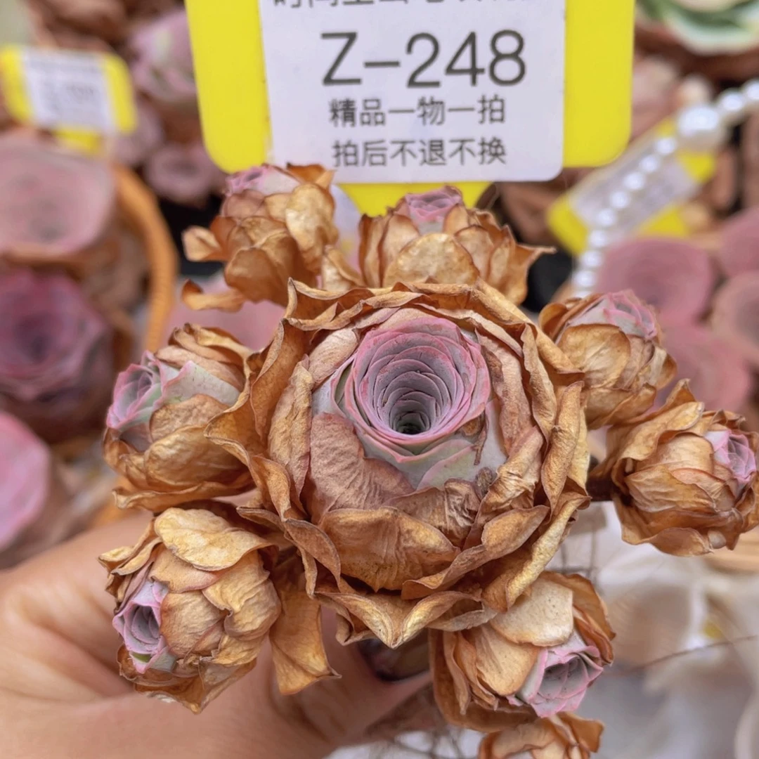 山地玫瑰Z248断枝不包损不售后