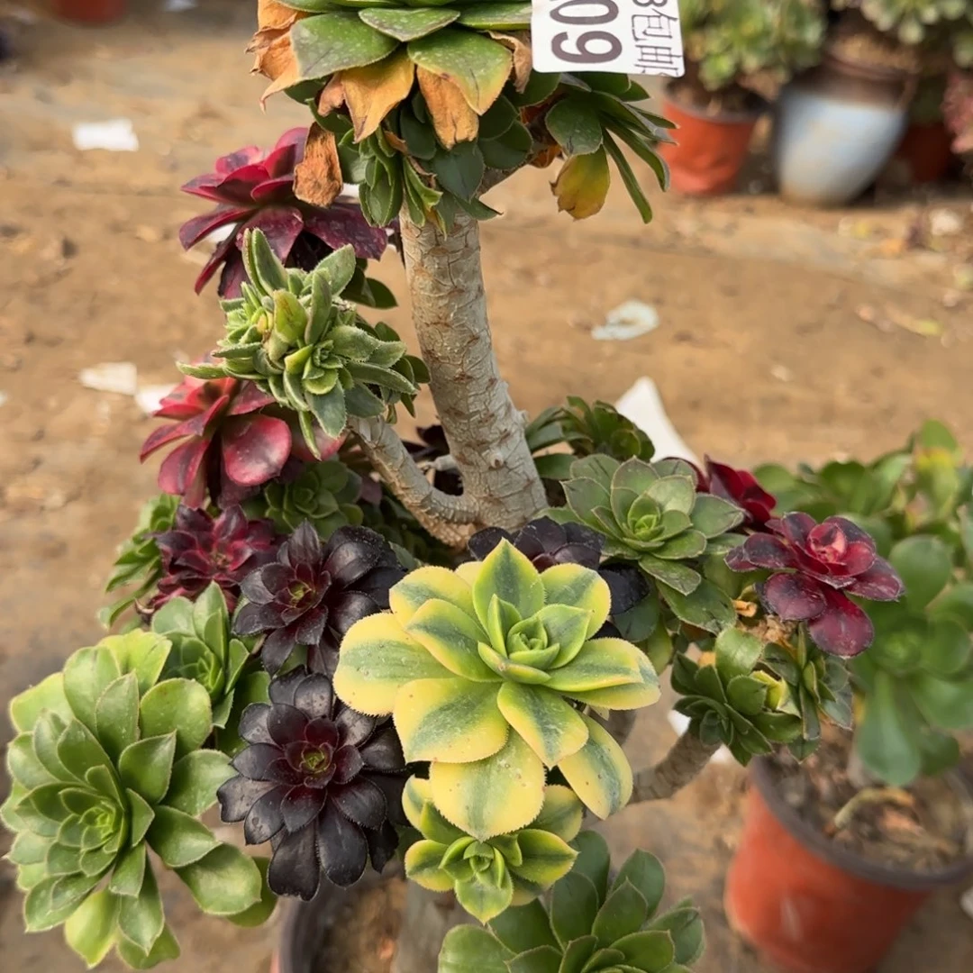 绿豆七彩法师多肉009包邮