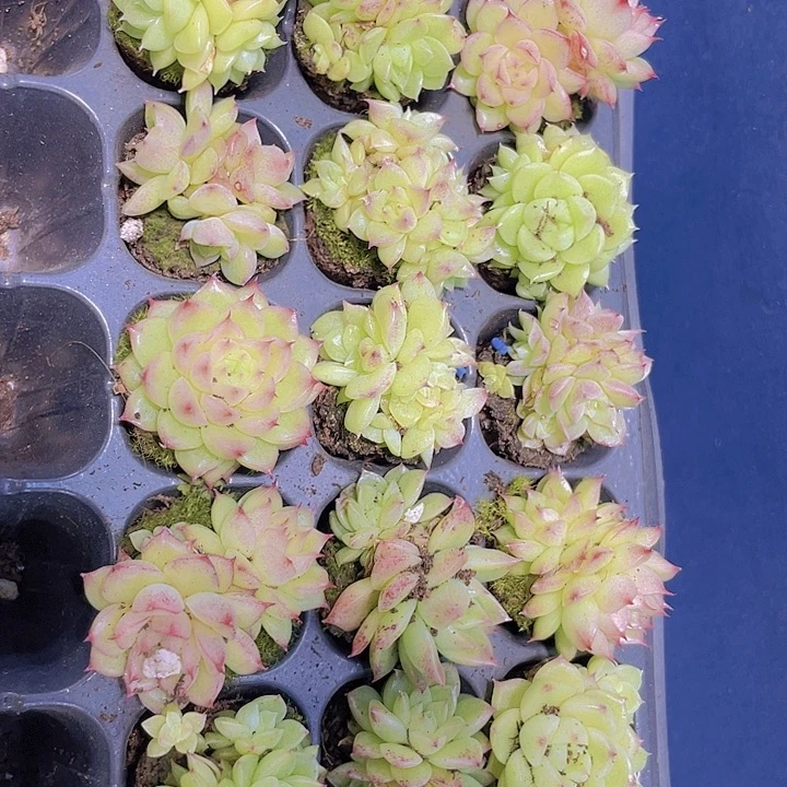 樱花麦杆【满10颗包邮】