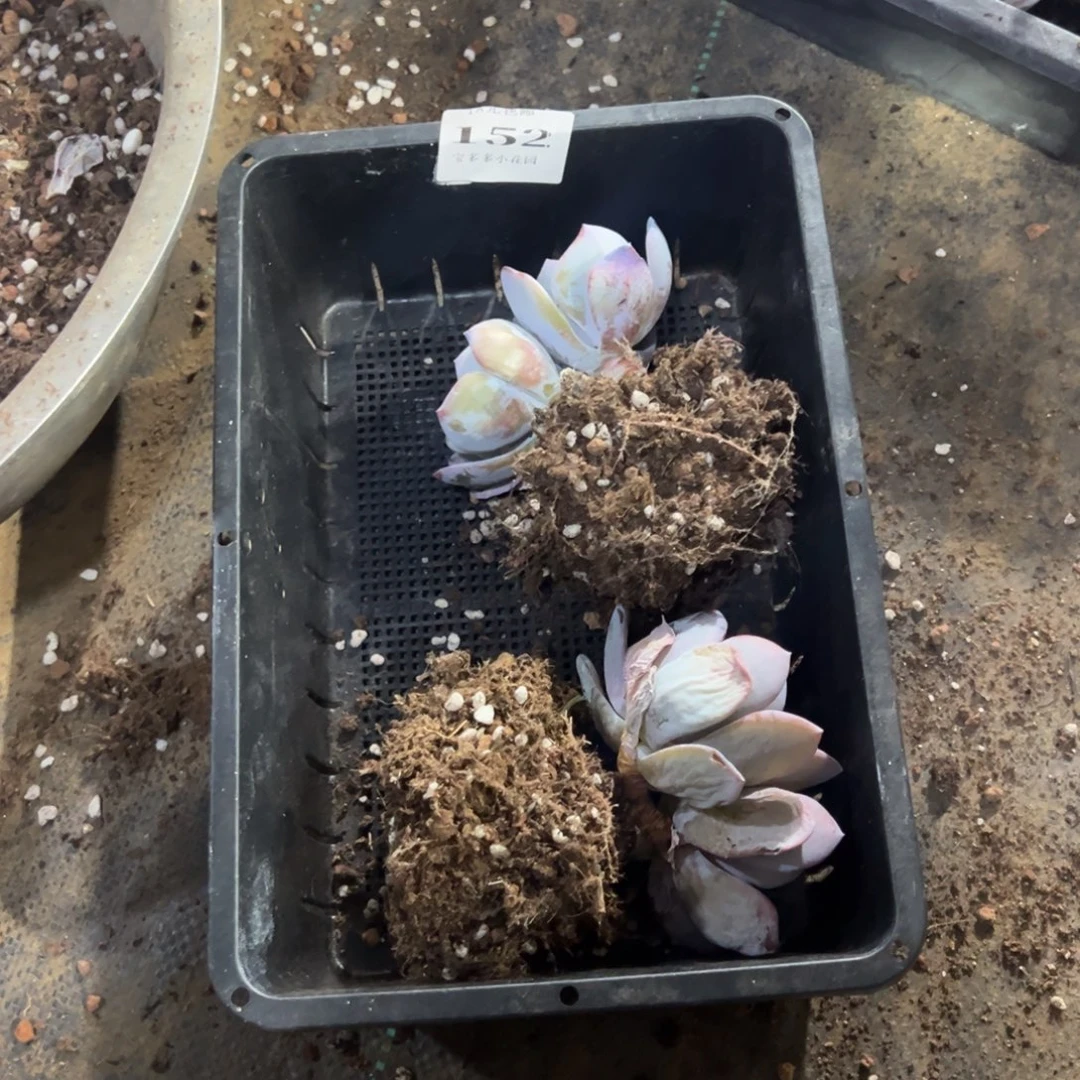 静****152号双头韩版奶茶到手2颗
