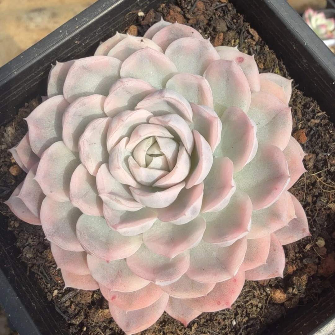 雪球锦腹轮锦模特