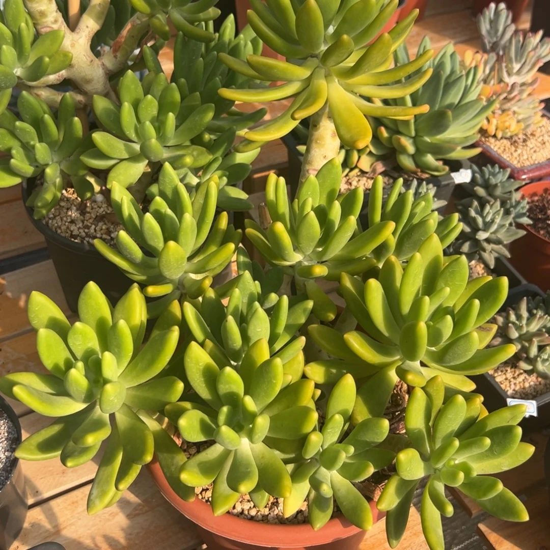 多肉植物多头金蝉