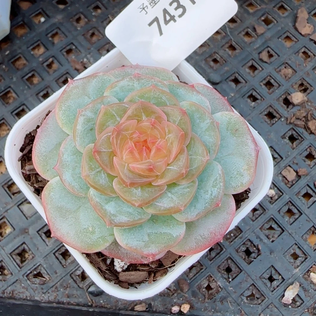 春光里，7431多肉植物