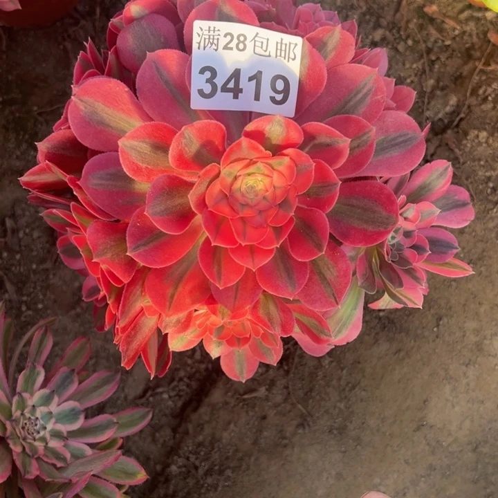 3419女巫多肉植物