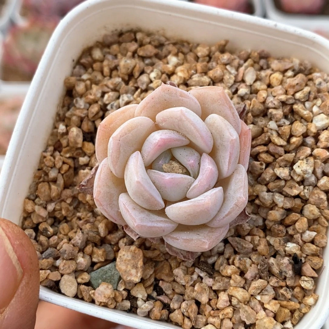 精品多肉一物一拍120