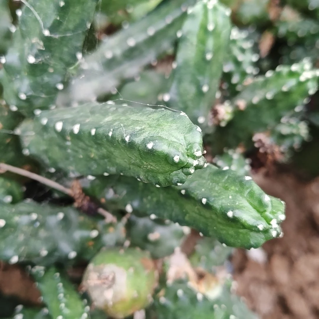水仙情郎侧芽3个易有斑福