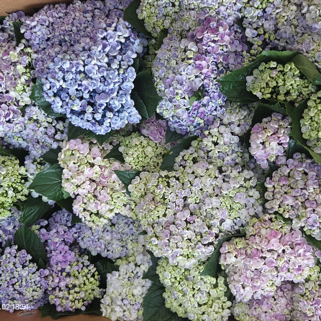 绣球花【爆米花爱莎】带花发货原盆原土