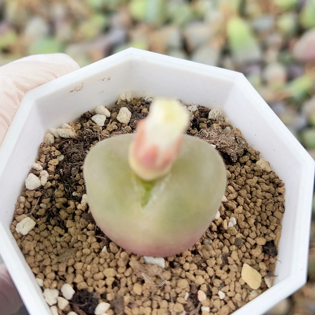 10001 好养易活生石花大母本