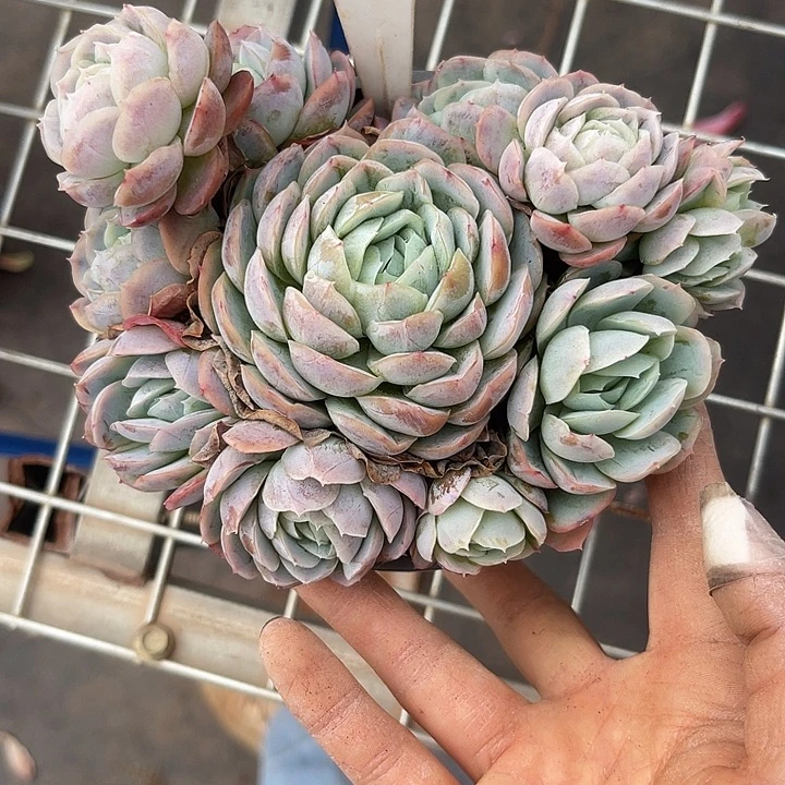 两单包邮，一物一拍西娜29