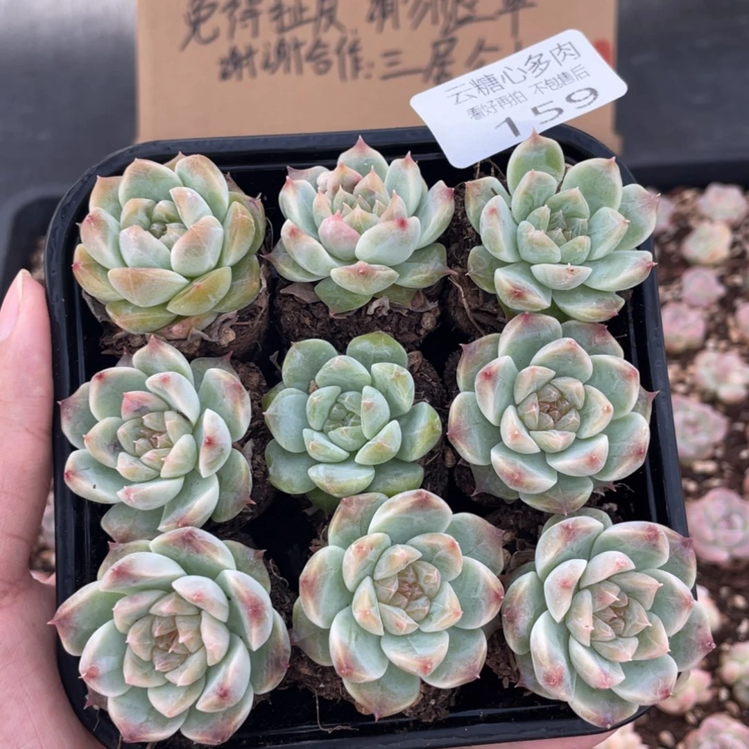 云糖心多肉植物159
