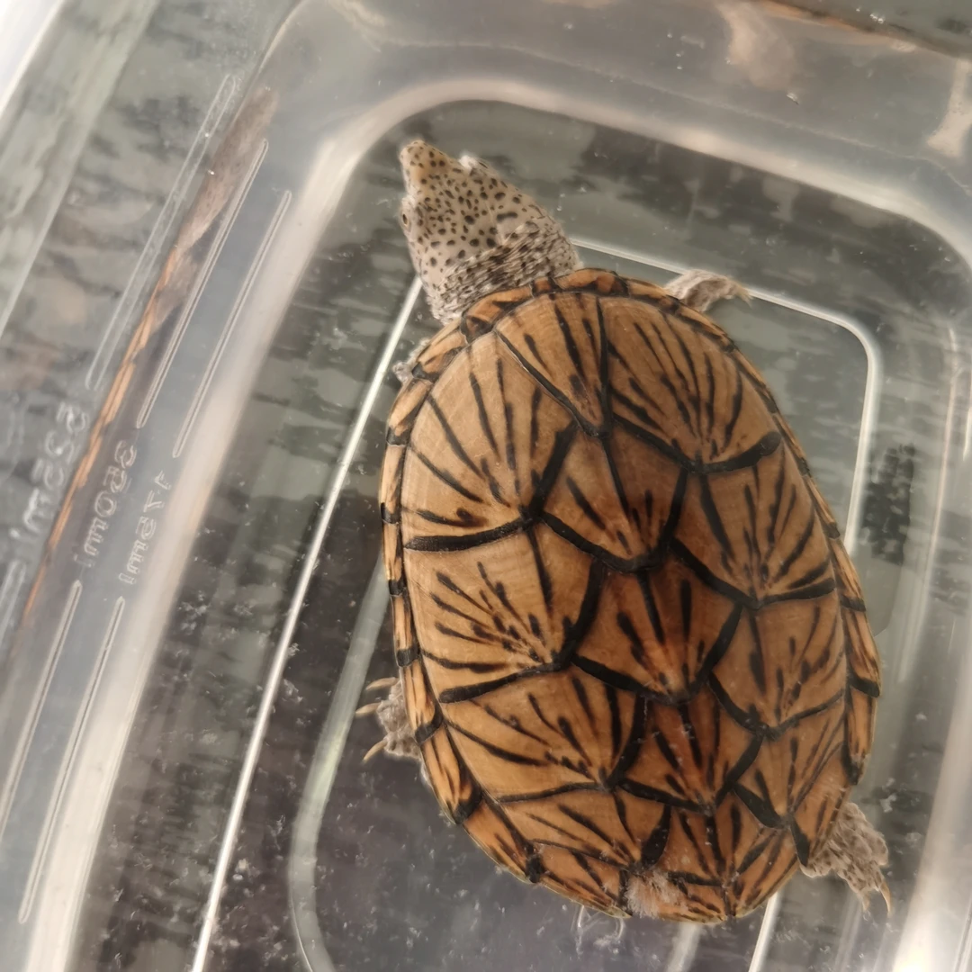 精品亚成 母9172【直播间现货】巨头蛋龟 对版发货 包活到家6.8左右