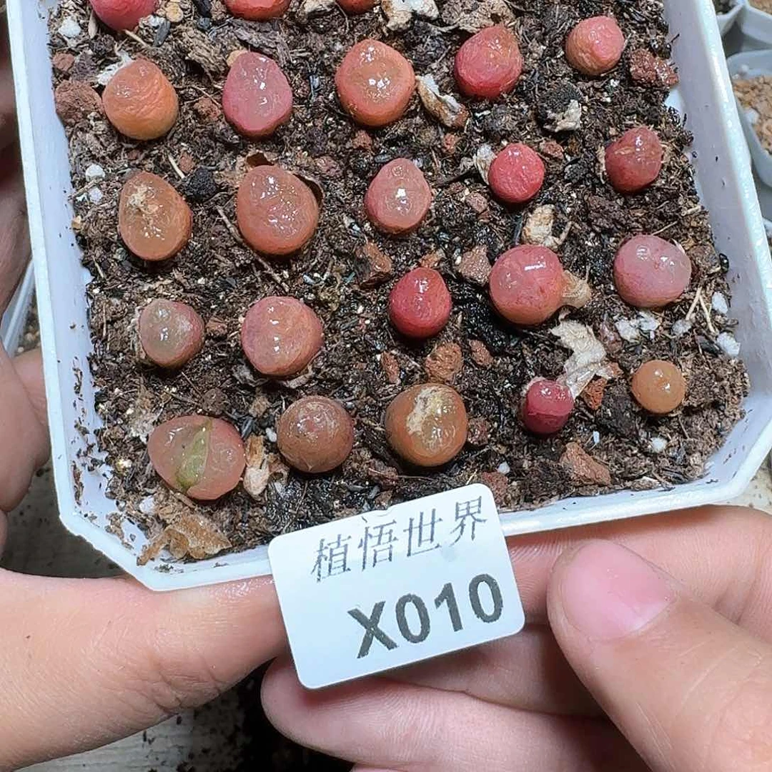 010盒多肉植物哇vb