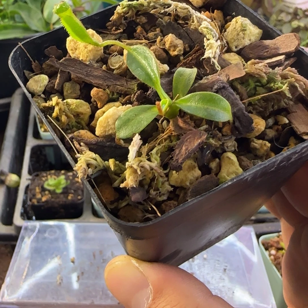 猪***油完全开放一物一拍爱德华猪笼草