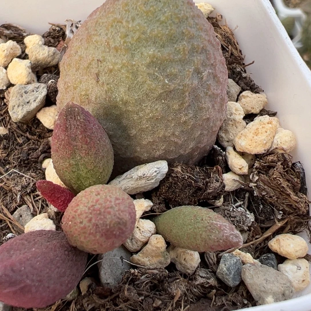 糖果大苗多肉植物水泡