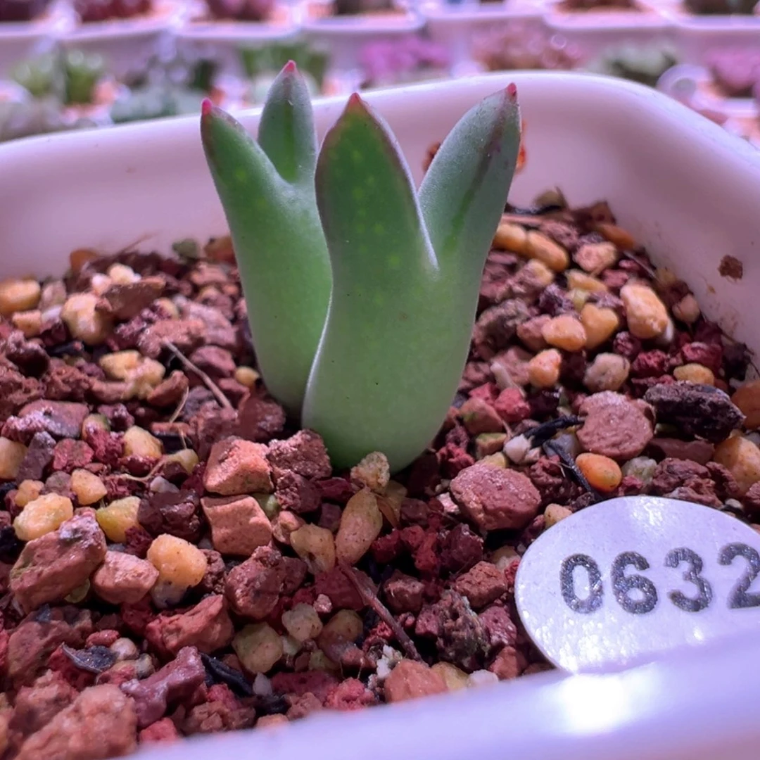 0632，正版英国cr985猪蹄，肉锥植物