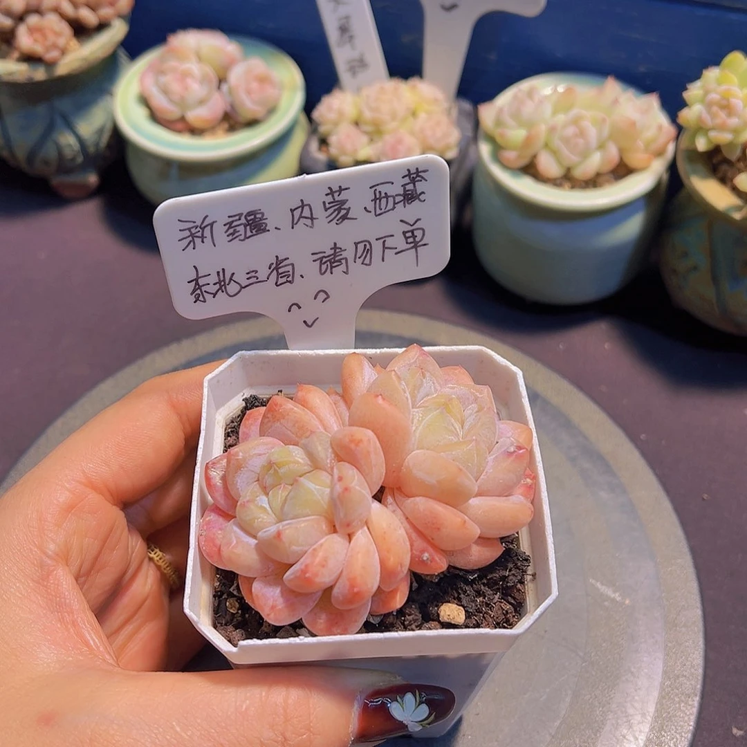 雪魄，带盆发货，……