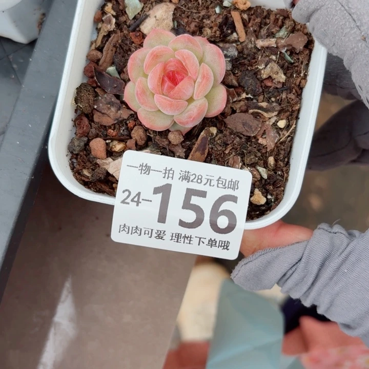 琴心无盆土发货无盆土