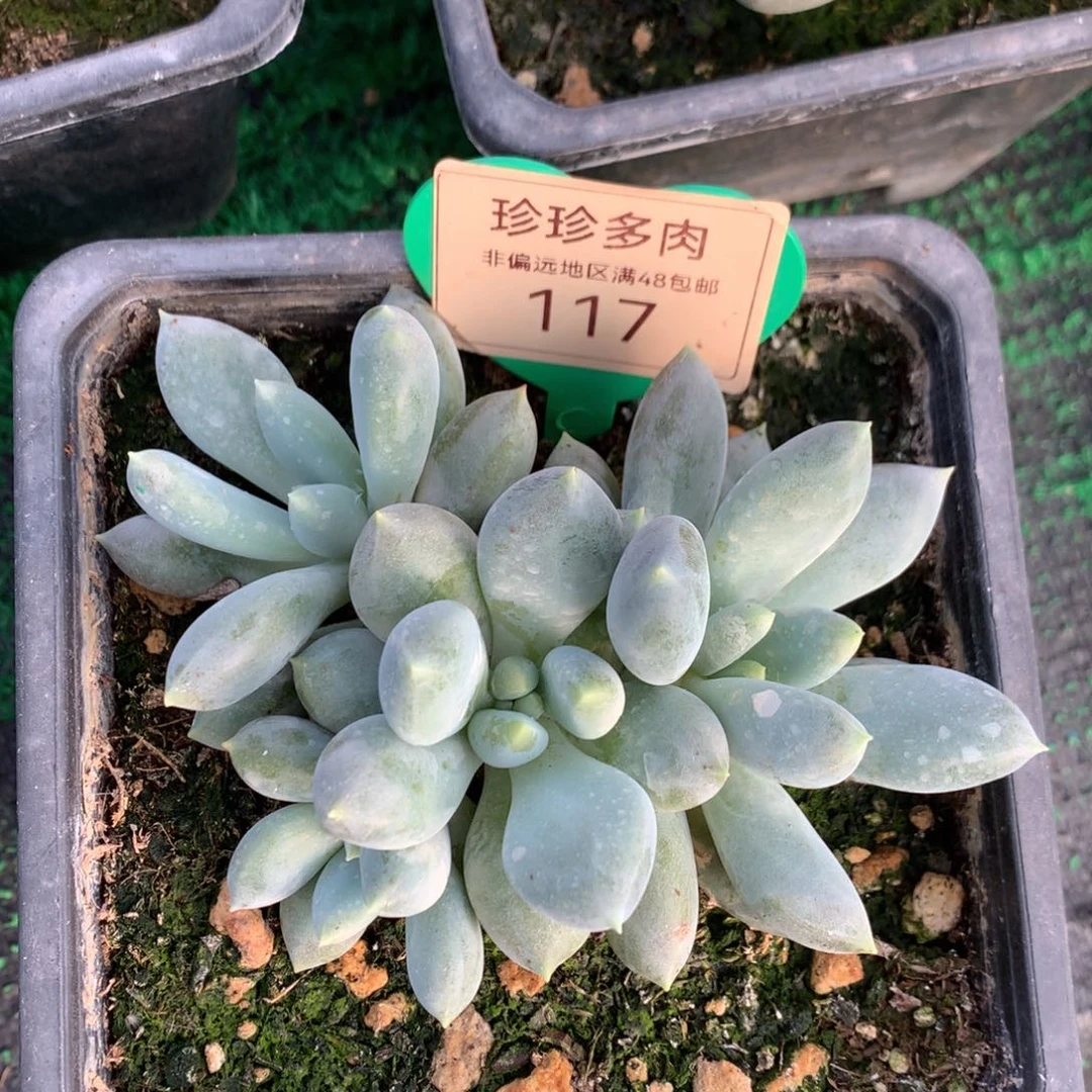 哥特萝莉超胖体4头117