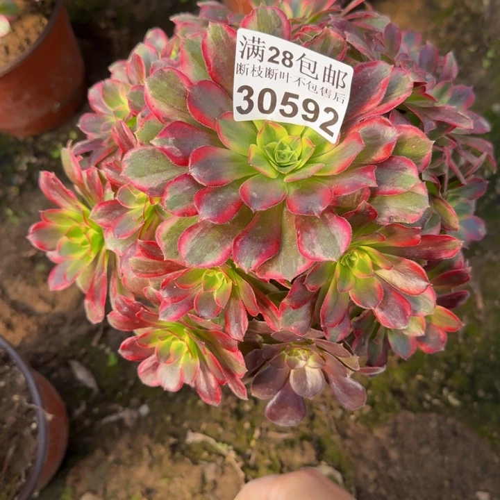 30592安娜不包断枝