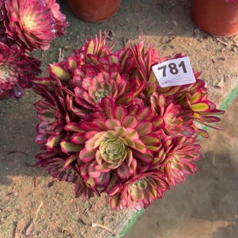 781白月光朵朵多肉，