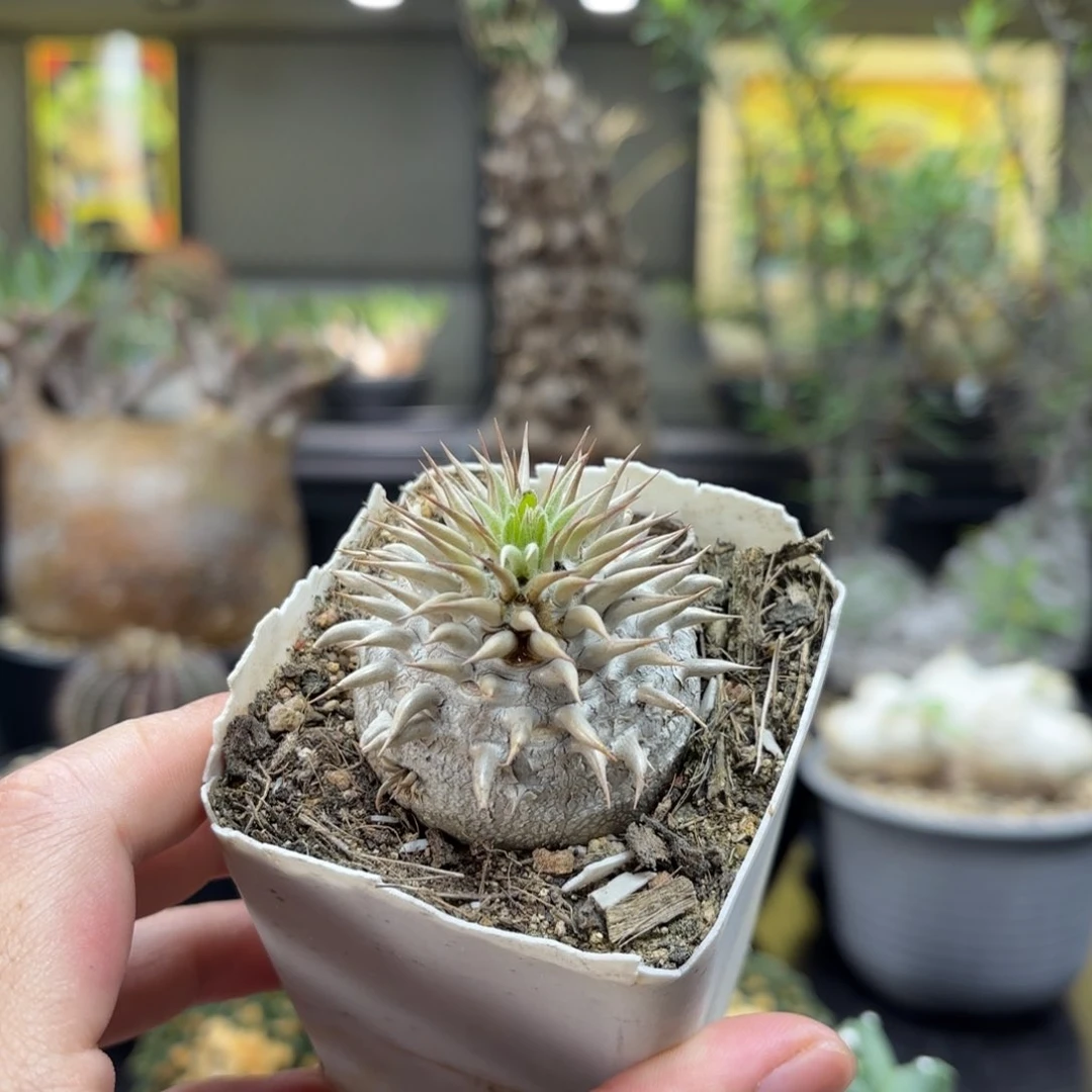 惠比大黑带盆包邮