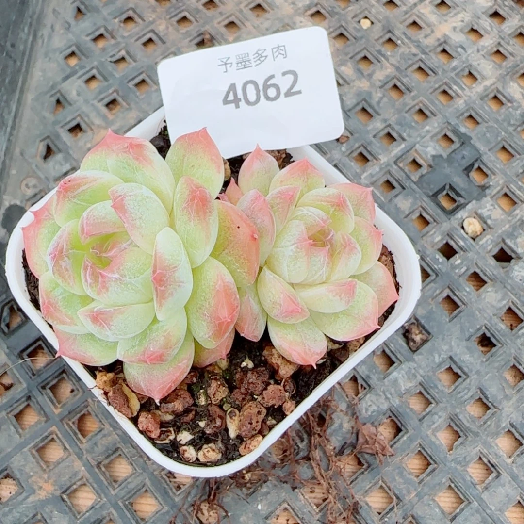 孤品，4862多肉植物