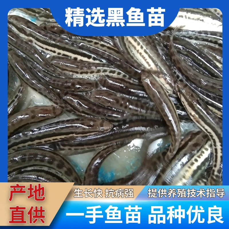 黑鱼苗淡水养殖生鱼