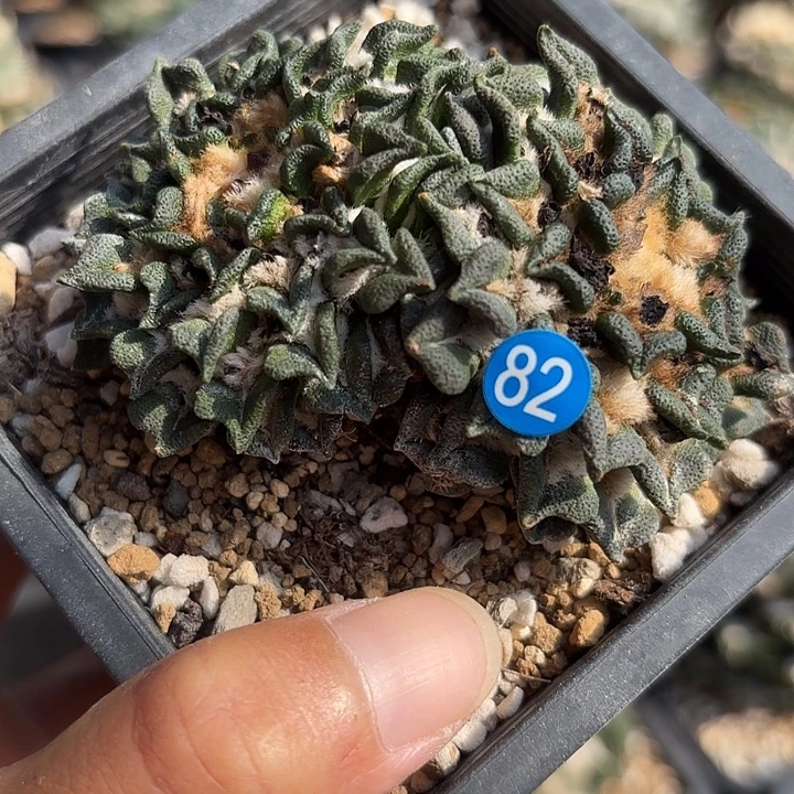 袖蒲苗接落地仙人球82