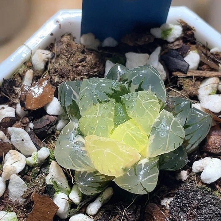 642地泉玉露锦一物