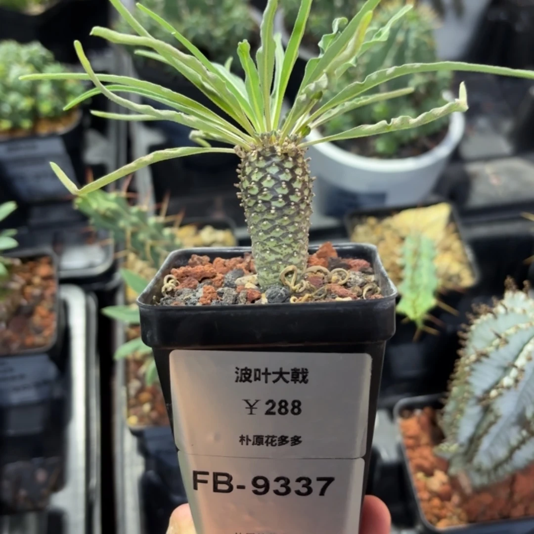 波叶大戟FB-9337.