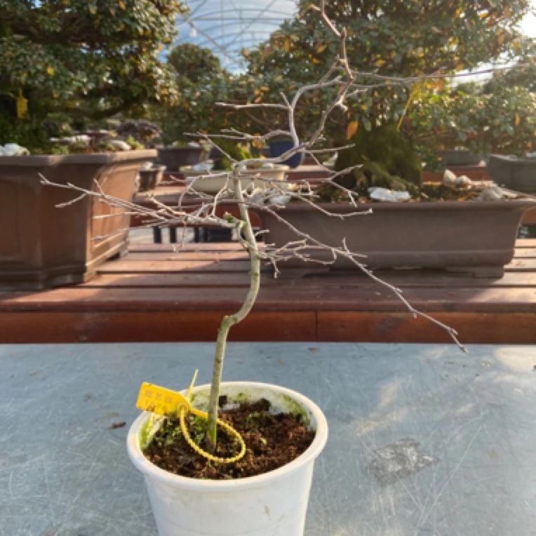 日本进口老雅柿素材盆景