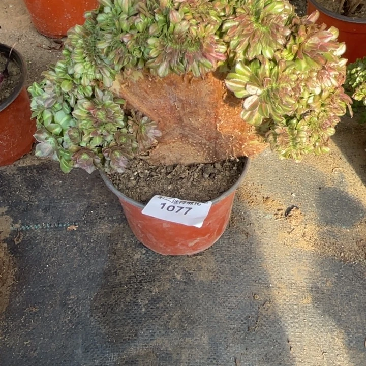 觅***蜜1077，抹茶缀瑕疵不包邮