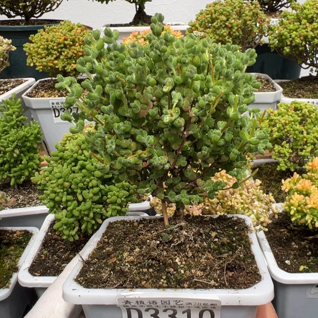 d3310大莱斯枝干福利