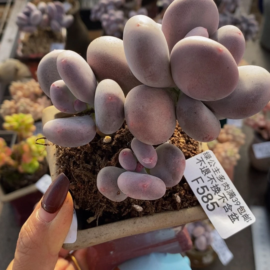 大叶奶酪585/8c m