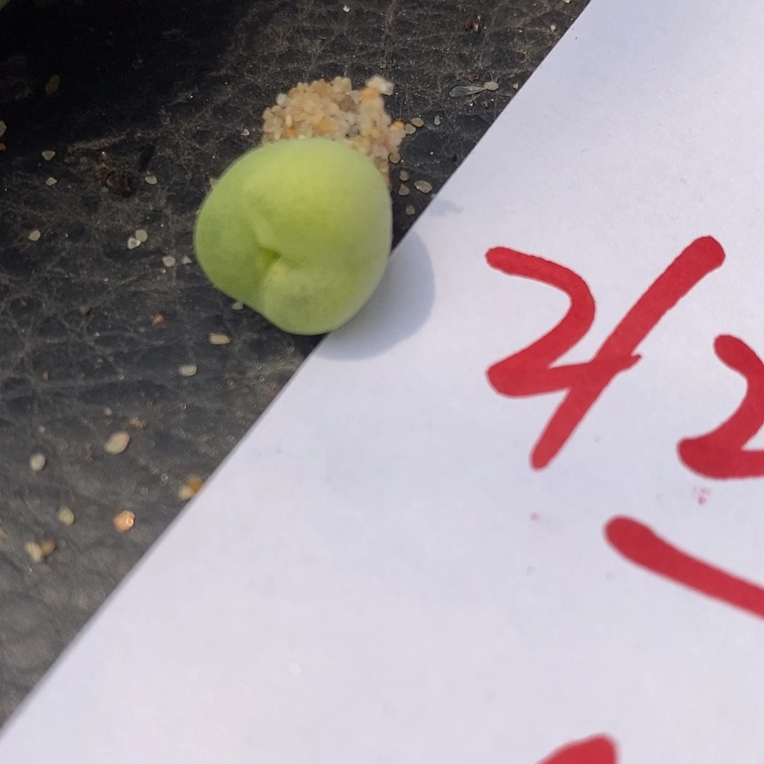 2127一颗一颗一颗