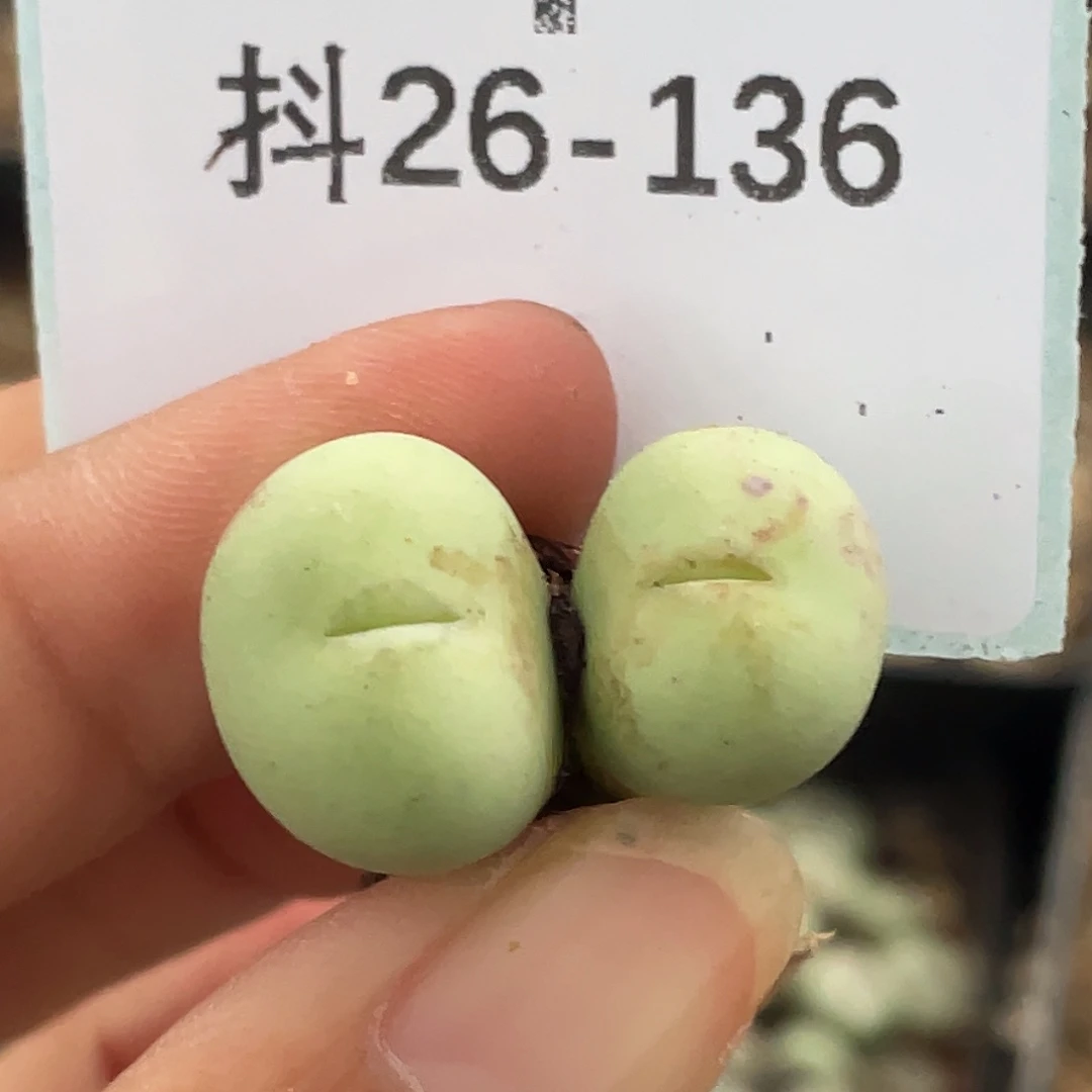 26-136嘴多肉植物肉锥