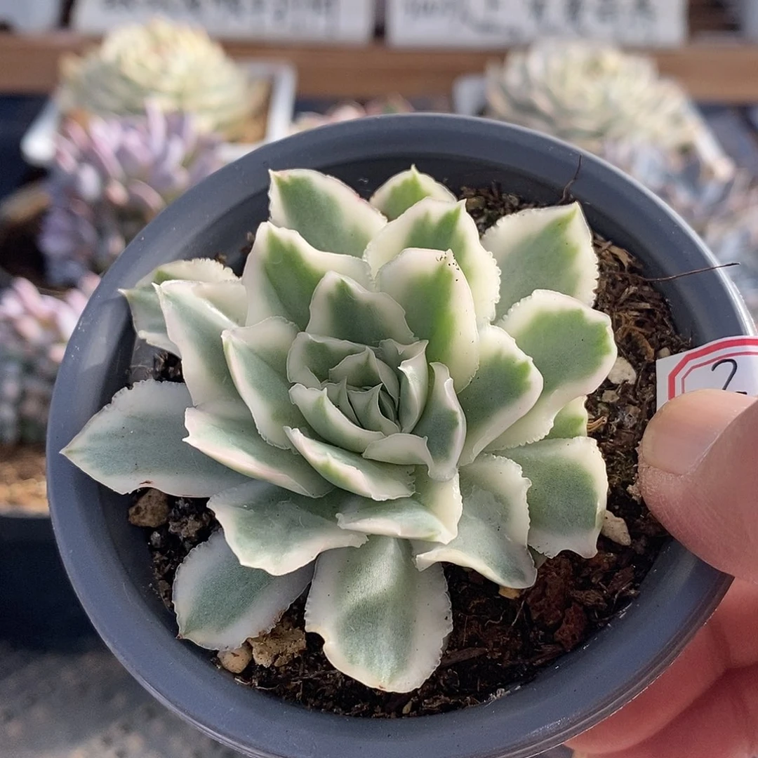 15201 小号紫蝴蝶锦