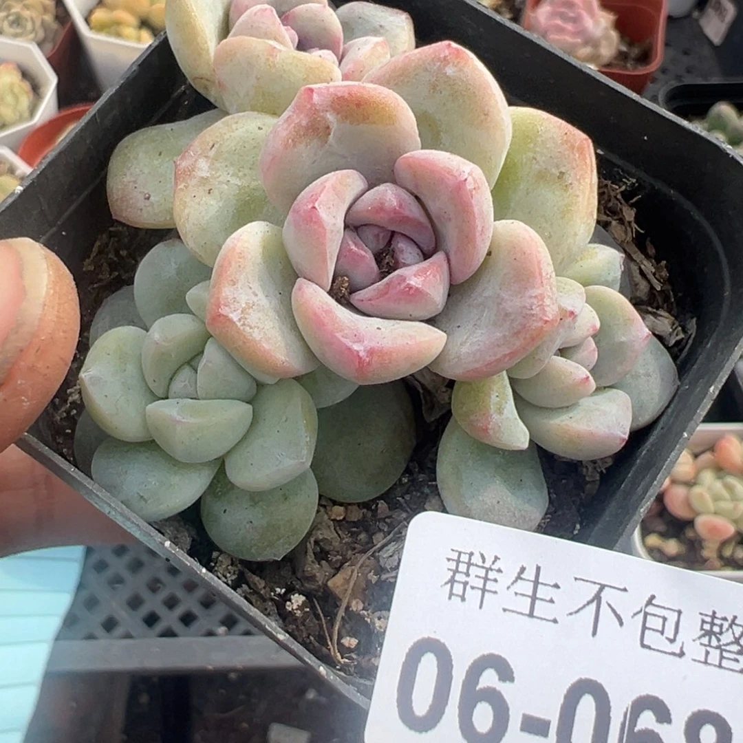 小卡拉米糖心一物一拍6-68