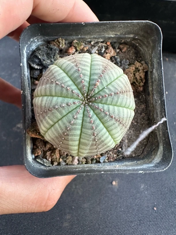 实生布纹球681一物一拍