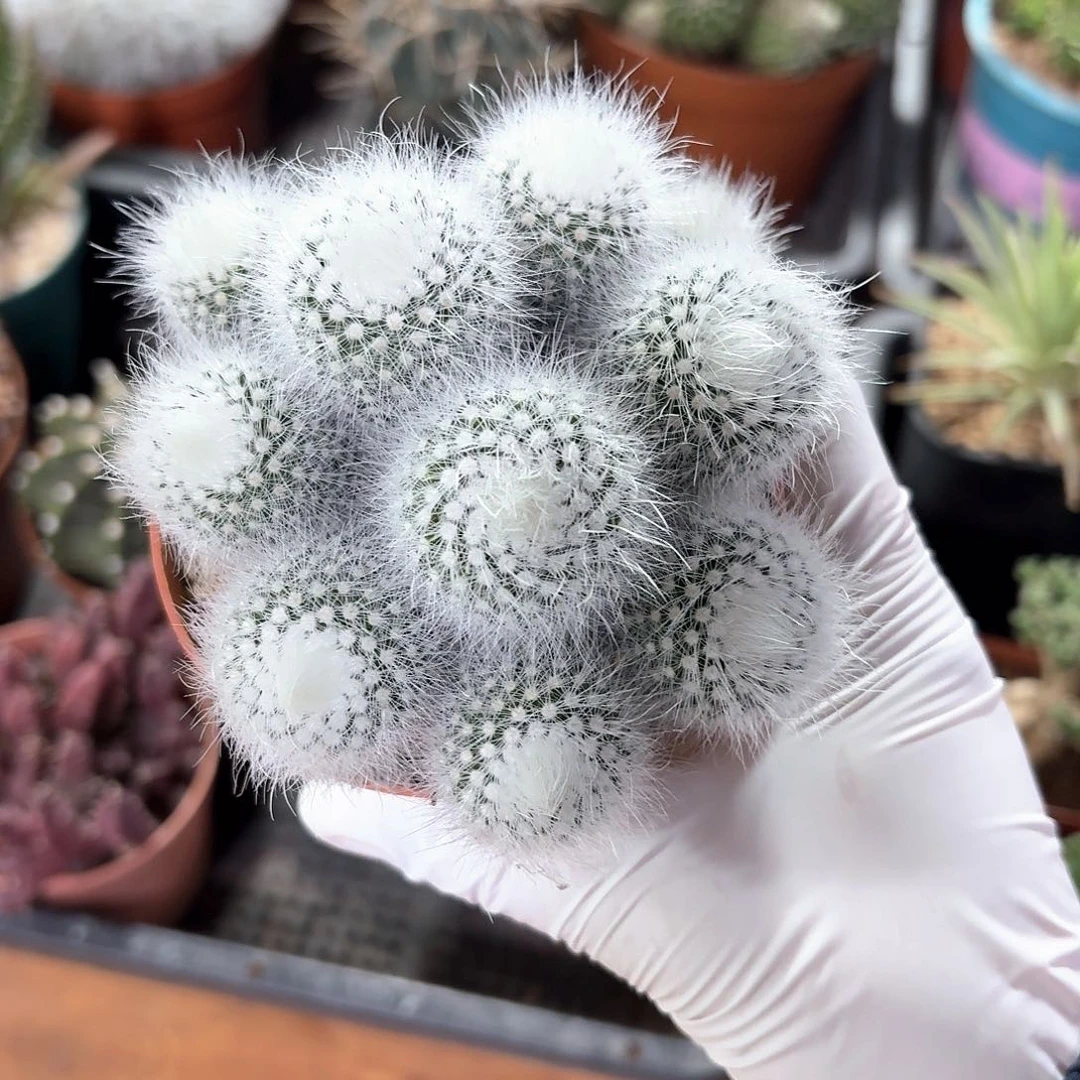 白小丁仙人球123