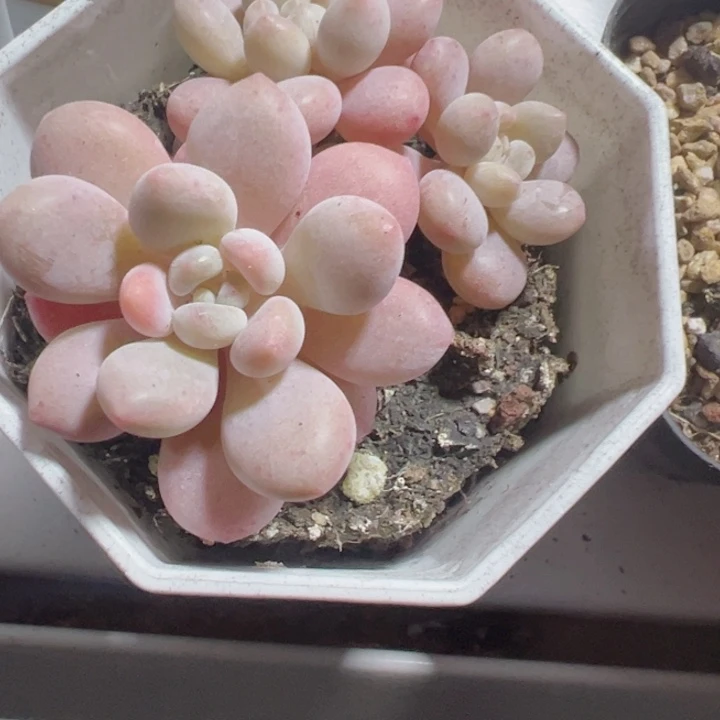 洛可可精品多肉植物