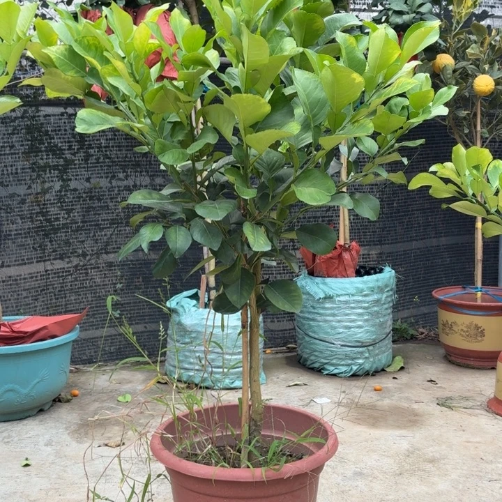 老***梁完全开放一物一拍