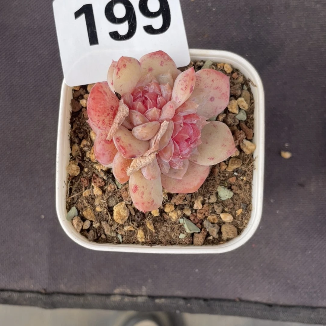 多肉三头糖心多肉一个199