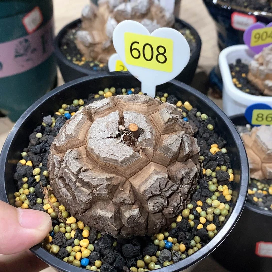 南非龟甲龙龟甲龙