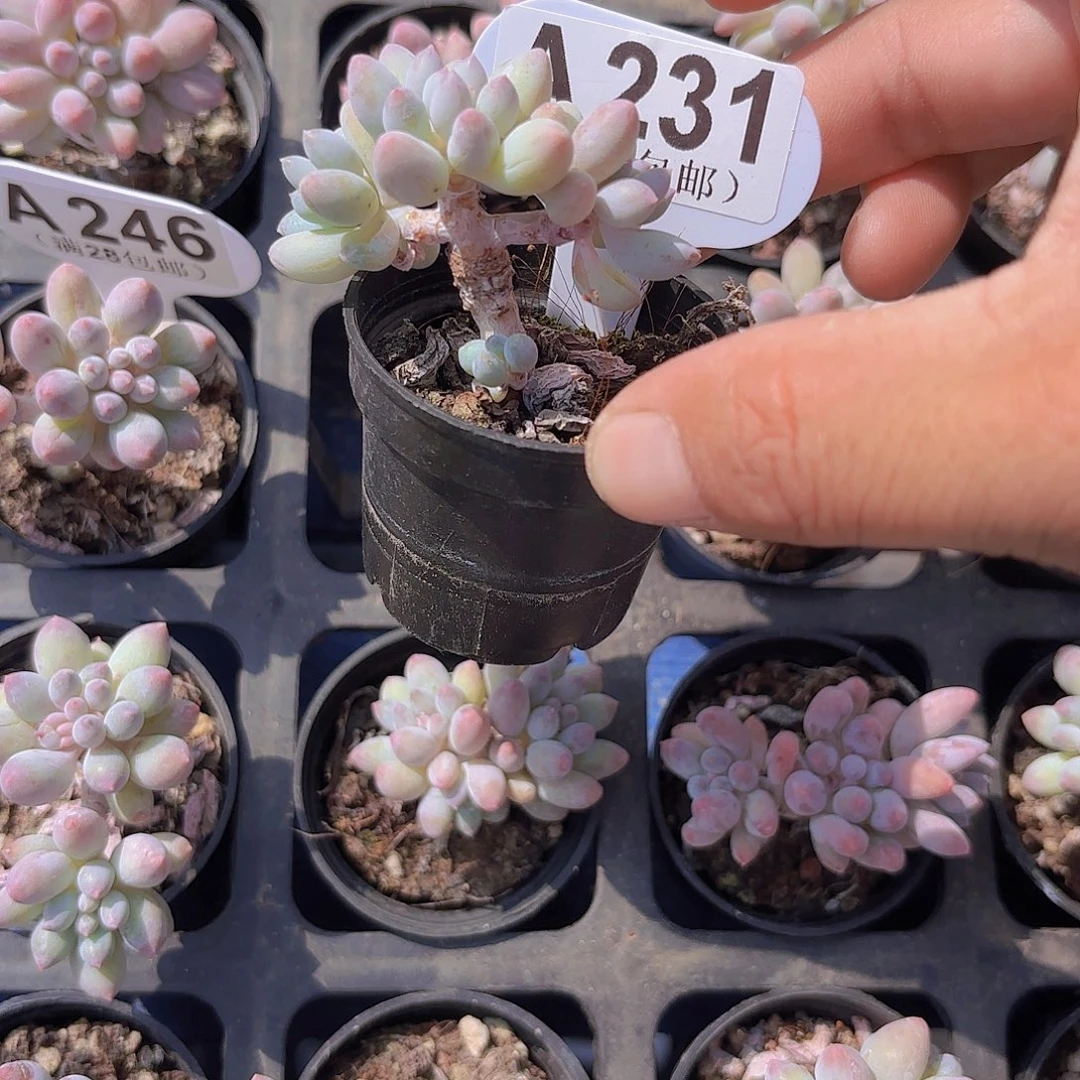 A231手指一物一拍