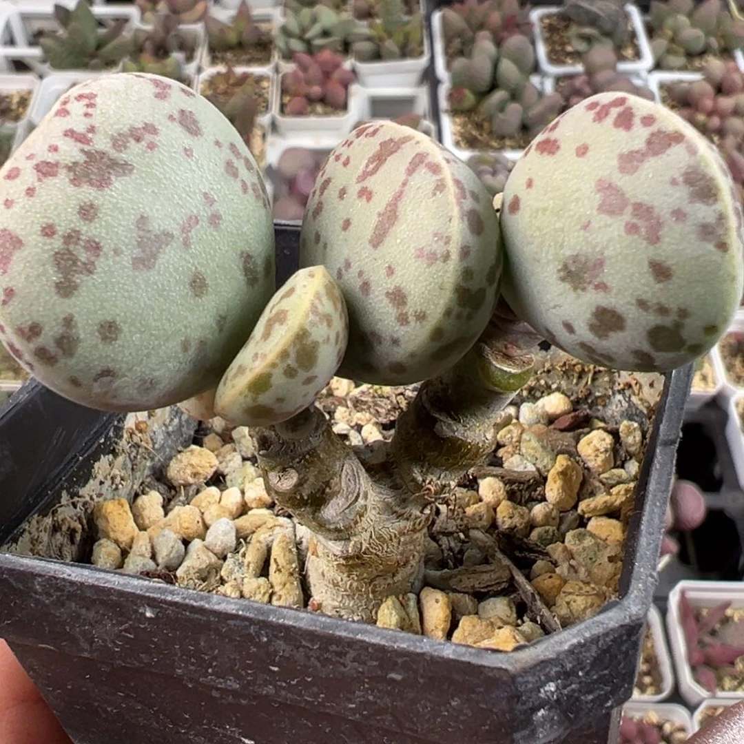 等****2三颗花蛋一起多肉植物水泡