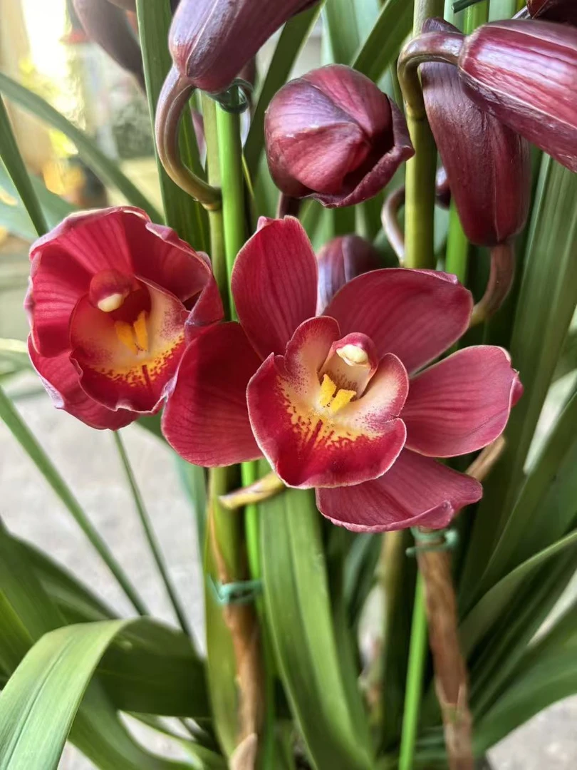 老黑家的蕙兰 【朱雀】 大花惠兰 年宵花 春节室内盆栽